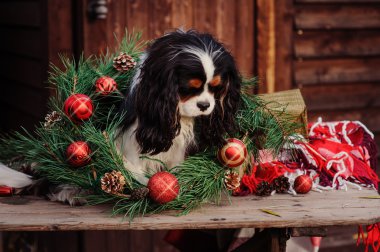 Noel Kutlamaları spaniel köpek