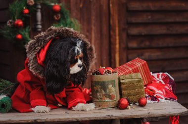 Noel Kutlamaları spaniel köpek
