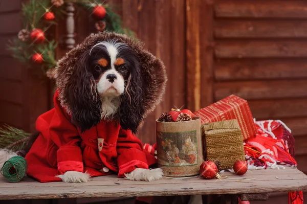 Spaniel Hund feiert Weihnachten — Stockfoto