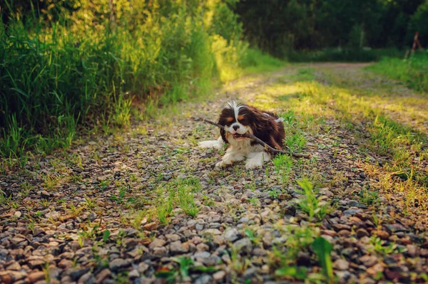 Tricolor caballero rey Charles spaniel perro — Foto de Stock