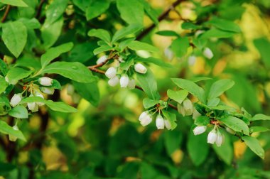 Yenilebilir mavi çilek veren Bush