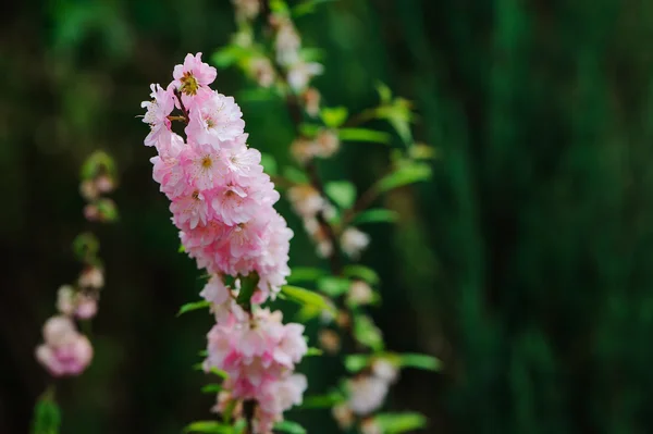 Delphinium rosa en jardín de primavera — Foto de Stock
