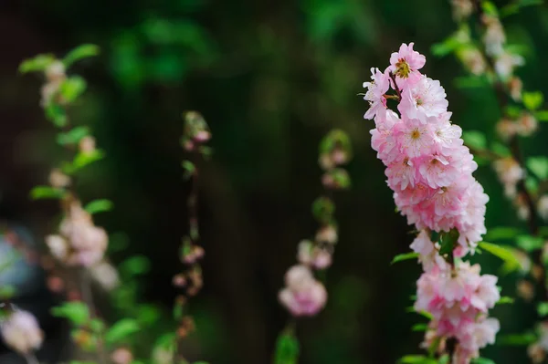 Pink Delphinium in spring garden — Stock Photo, Image