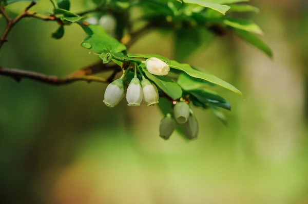 Strauch gibt essbare blaue Beeren — Stockfoto