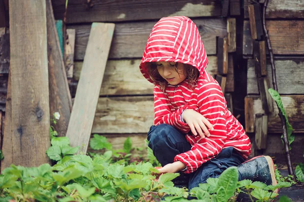 Kind meisje in gestreepte regenjas verse biologische aardbeien plukken in regenachtige zomertuin — Stockfoto