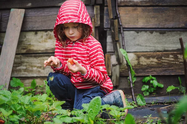 Barnflickan i randig regnrock plocka färska ekologiska jordgubbar i regnig sommarträdgård — Stockfoto