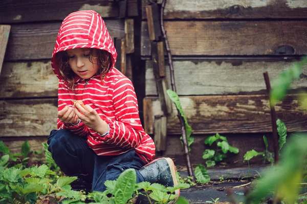 Barnflickan i randig regnrock plocka färska ekologiska jordgubbar i regnig sommarträdgård — Stockfoto