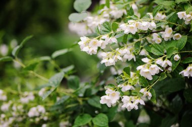 Yaz aylarında su damlaları ile Philadelphus coronaryus çiçek kapat