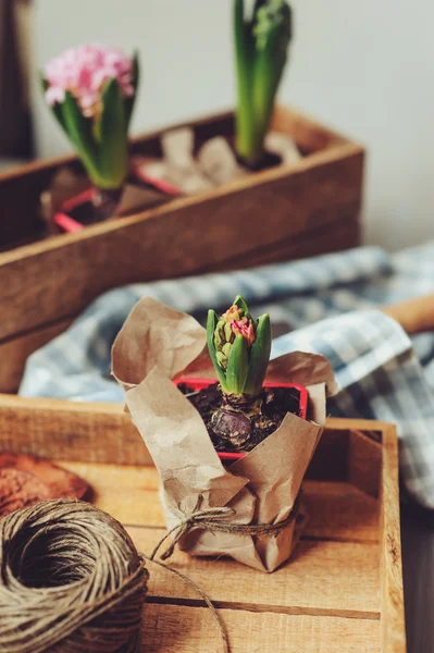 Planting hyacinth flowers bulbs — Stock Photo, Image