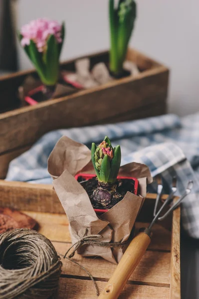 Planting hyacinth flowers bulbs. — Stock Photo, Image