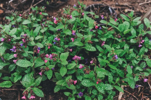 Plicník nebo plicní rostoucí v zahradě brzy na jaře. Léčivé byliny užitečné pro homeopatii. Vysázeny blízko jako agrotextilie odrazovat od plevelů, v hranicích jako bordury. — Stock fotografie