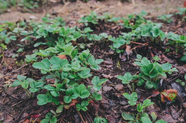 Fresa en la cama de jardín a principios de primavera. Cultivo de fresas orgánicas en la granja. — Foto de Stock