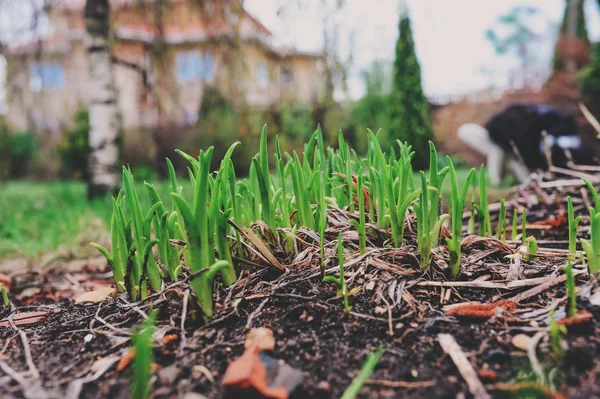 Primeira primavera brotos verdes de tulipas na cama do jardim. Ambiente e conceito de cuidados da natureza. Estações em mudança . — Fotografia de Stock
