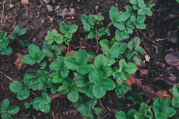 Strawberry on garden bed in early spring. Growing organic strawberries on farm. — Stock Photo, Image