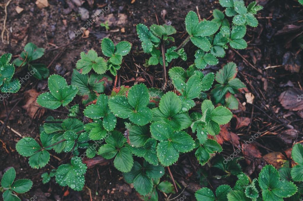 Strawberry on garden bed in early spring. Growing organic strawberries