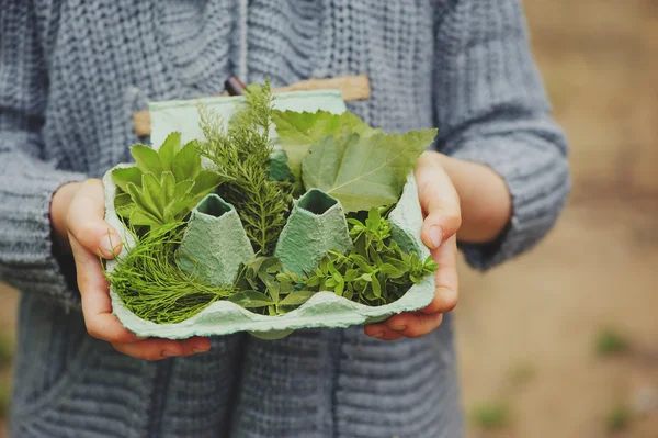 Summer outdoor activity for kids - scavenger hunt, leaves sorting in egg box, nature exploration — Stock Photo, Image