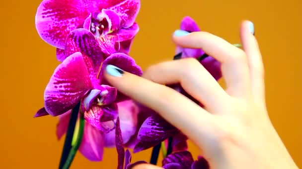 Manicure on female hand with Orchid — Stock Footage Manicure on female hand with Orchid Stock Footage
