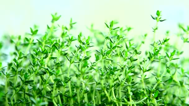 Fresh herbs, thyme — Stock Video