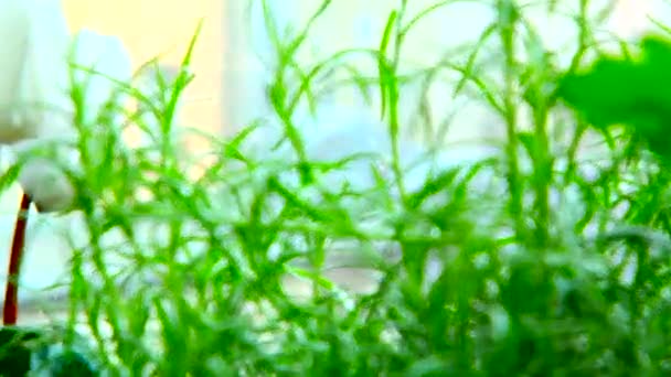 Свежая розмариновая трава в доме — стоковое видео