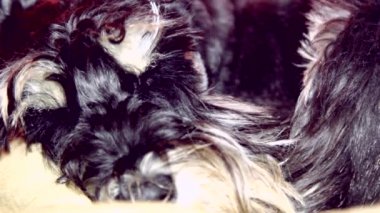 sevimli köpek ve uyur uyanır