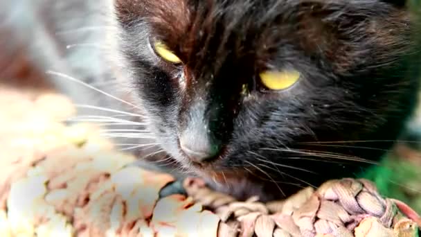 Schwarze Katze aus nächster Nähe — Stockvideo