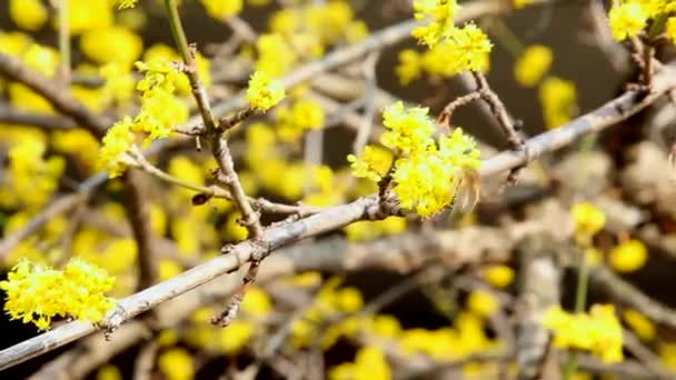 Bi på den gula blomman — Stockvideo