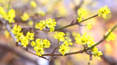 çiçek açan kızılcık şube