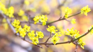 çiçek açan kızılcık şube