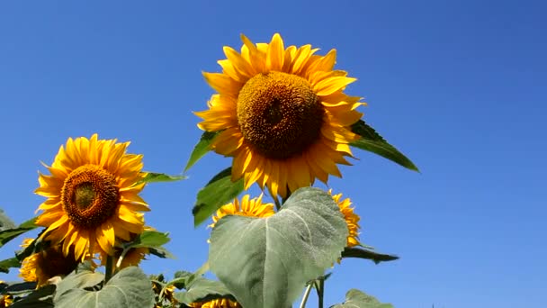 Zonnebloemen en blauwe lucht — Stockvideo