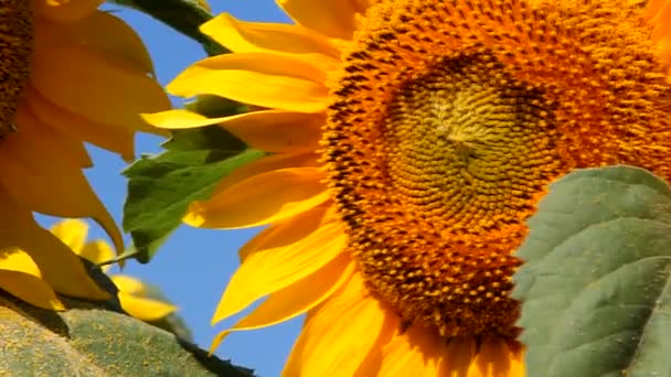 Girasoles en el campo, primer plano — Vídeos de Stock