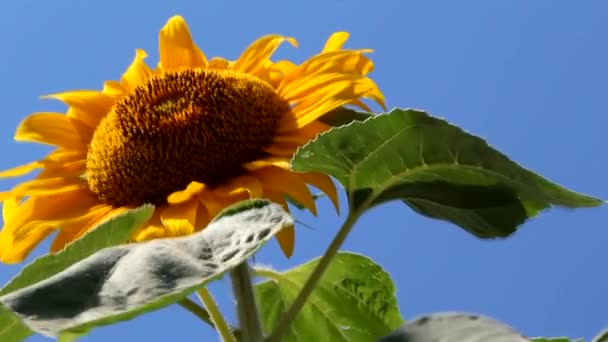 Big Sunflower close-up — Stock Video