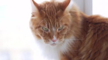 Pencere kenarındaki Maine Rakunu kırmızı kedisi. Yakın plan.