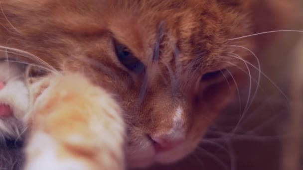 Primer plano del adormilado Maine Coon gato rojo — Vídeo de stock