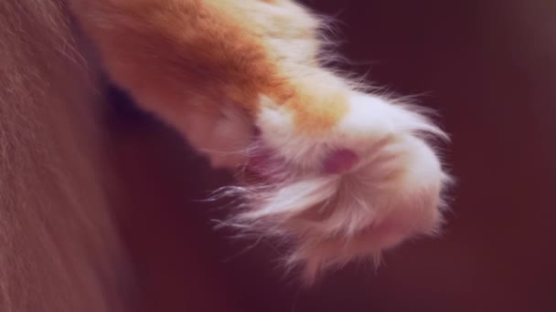 Sonnolenta Maine Coon gatto rosso — Video Stock