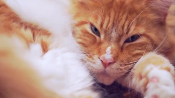 Sleepy Maine Coon gato rojo — Vídeo de stock