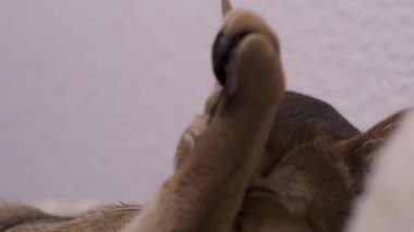 Genç Habeş kedisine yakın çekim Dilini yıkıyor.