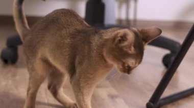 Genç Habeş kedisi içeride top oynuyor.