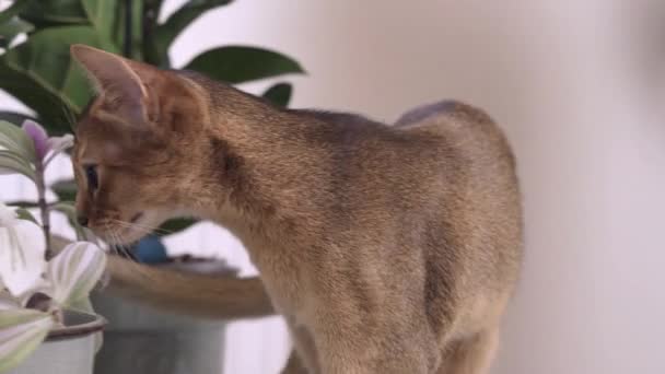 Joven gato abisinio huele las hojas de una planta de interior. — Vídeos de Stock