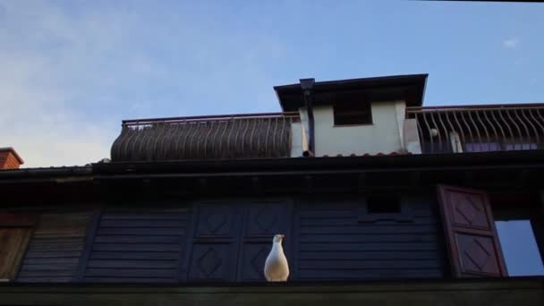 NESEBAR, BULGARIA - JUNIO, 2021: la gaviota se sienta en la vieja casa de madera — Vídeo de stock