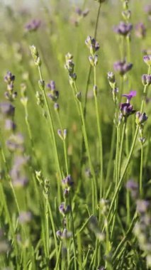 Rüzgarla hareket eden lavanta çiçeklerine yakın çekim. Dikey