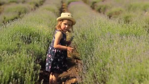 Счастливая маленькая девочка в шляпе собирает букет лаванды. — стоковое видео
