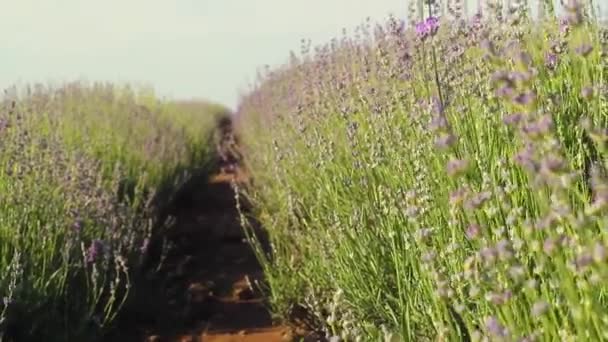 美丽的薰衣草花丛作为背景.保加利亚 — 图库视频影像