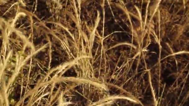 Close-up achtergrond van een wild veld van gouden gras in de wind — Stockvideo