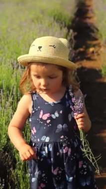 Fransa, Provence 'deki tarlada lavanta kokusu alan küçük bir kız. Dikey