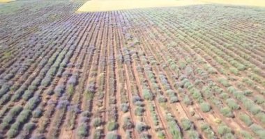 Lavanta alanı hava aracı görüntüsü. Bulgaristan