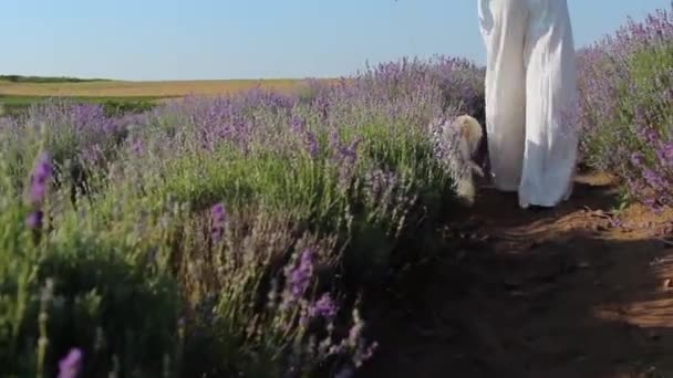 Kobieta spacerująca z białym psem Pudla na polu lawendy — Wideo stockowe