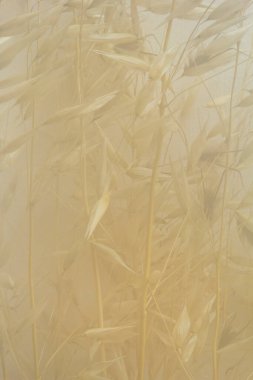 Bej arka planda sisli kurumuş bitkiler