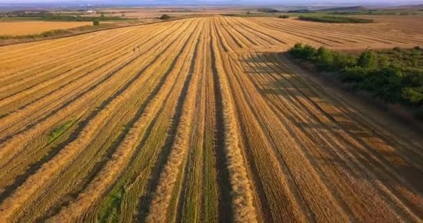 Aerial view of strioes on the golden field, wheat or rye — Stock Video