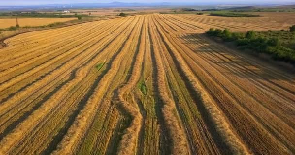 Αεροφωτογραφία των γεωργικών αγρών με νωπά άχυρα μετά τη συγκομιδή των καλλιεργειών, του σίτου ή της σίκαλης — Αρχείο Βίντεο
