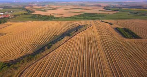 Ekin, buğday ya da çavdar topladıktan sonra taze sakallı tarım arazilerinin havadan görünüşü — Stok video